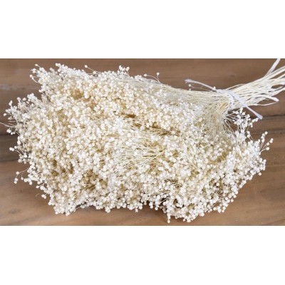 BROOM BLOOM ΕΚΡΟΥ 100gr 0924030 (1 τεμ.)