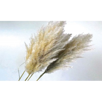 PAMPAS ΦΥΣΙΚΟ 110cm 0928900 (1 τεμ.)