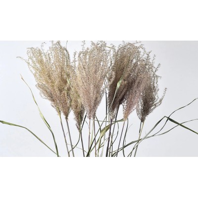 MISCANTHUS 70cm 0958300 (1 τεμ.)