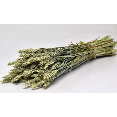 TRITICUM ΦΥΣΙΚΟ 70cm 0977500 (1 τεμ.)