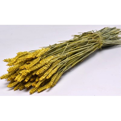 TRITICUM COLOR 70cm ΚΙΤΡΙΝΟ 0977509 (1 τεμ.)