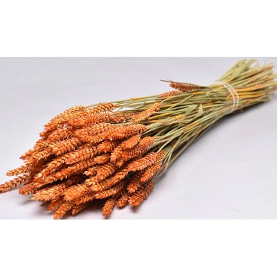 TRITICUM COLOR 70cm ΠΟΡΤΟΚΑΛΙ 0977529 (1 τεμ.)